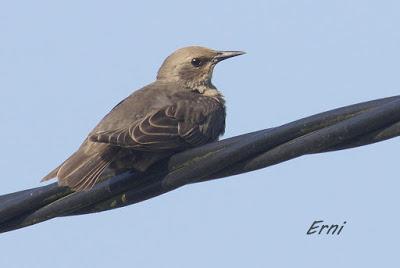 CON ESTOS CALORES Y YA HA COMENZADO LA MIGRACIÓN POSTNUPCIAL