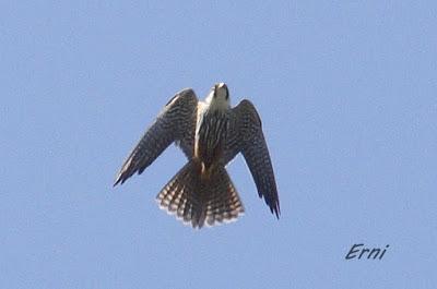 CON ESTOS CALORES Y YA HA COMENZADO LA MIGRACIÓN POSTNUPCIAL