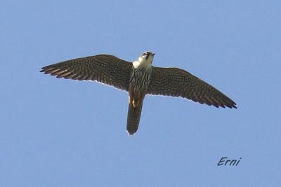 CON ESTOS CALORES Y YA HA COMENZADO LA MIGRACIÓN POSTNUPCIAL