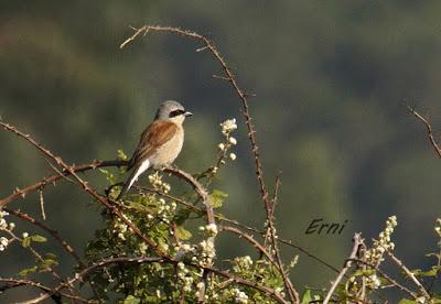 CON ESTOS CALORES Y YA HA COMENZADO LA MIGRACIÓN POSTNUPCIAL