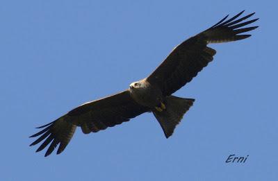 CON ESTOS CALORES Y YA HA COMENZADO LA MIGRACIÓN POSTNUPCIAL