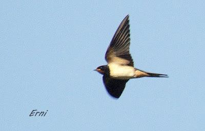CON ESTOS CALORES Y YA HA COMENZADO LA MIGRACIÓN POSTNUPCIAL