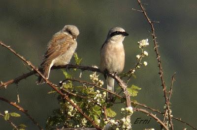 CON ESTOS CALORES Y YA HA COMENZADO LA MIGRACIÓN POSTNUPCIAL