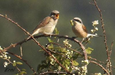 CON ESTOS CALORES Y YA HA COMENZADO LA MIGRACIÓN POSTNUPCIAL