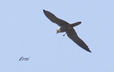 CON ESTOS CALORES Y YA HA COMENZADO LA MIGRACIÓN POSTNUPCIAL