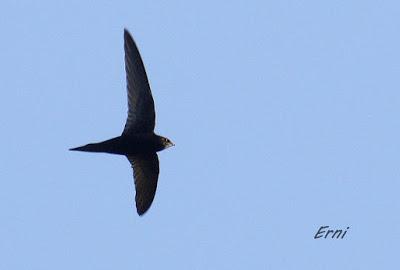 CON ESTOS CALORES Y YA HA COMENZADO LA MIGRACIÓN POSTNUPCIAL