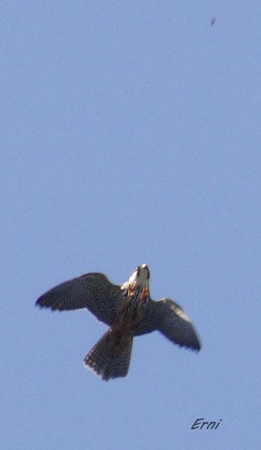 CON ESTOS CALORES Y YA HA COMENZADO LA MIGRACIÓN POSTNUPCIAL