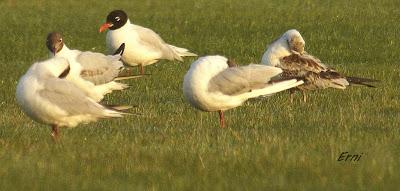 CON ESTOS CALORES Y YA HA COMENZADO LA MIGRACIÓN POSTNUPCIAL
