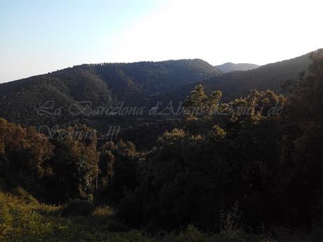 PLANTADA DE TELESCOPIS , EN HORTSAVINYÀ, A LA BARCELONA D' ABANS, D' AVUI I DE SEMPRE...10-07-2016...!!!