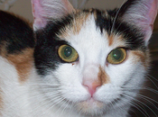 Terminado experimento Feliway