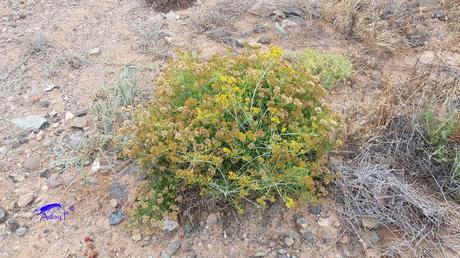 Cochinilla: Orthezia insignis afecta a Plantas Canarias