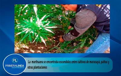 HALLAN PLANTONES DE MARIHUANA EN HUARAL…