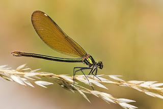 Para ampliar Calopteryx virgo (Linnaeus, 1758) Caballito del diablo hacer clic