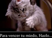 ¿Por miedo interpone entre objetivos?