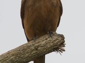 Birro común (Cliff Flycatcher) Hirundinea ferruginea