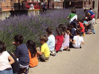 AROMAS EN EL HUERTO