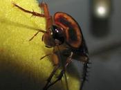 Consecuencias plagas cucarachas casa