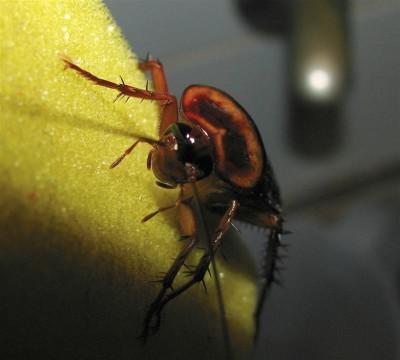 Plaga de cucarachas en casa. Cucaracha sobre una esponja