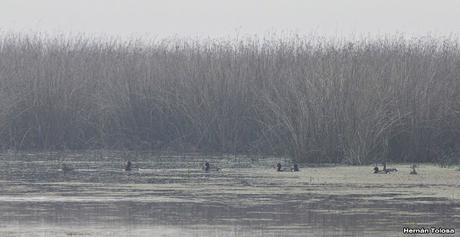 Censo Neotropical de Aves Acuáticas con el COA Cañuelas (julio 2016)