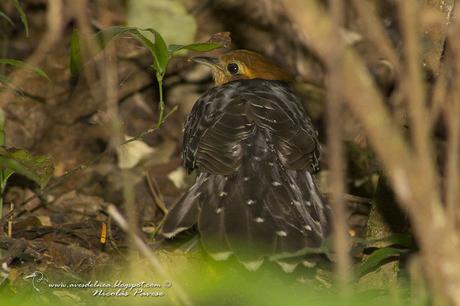 Yasiyateré chico (Pavonine Cuckoo) Dromococcyx pavoninus