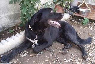 MUY URGENTE!!!! GORDO CRUCE DE LABRADOR.LLEVA MAS DE 1 AÑO ATADO EN UN PATIO.(CÓRDOBA)