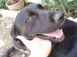 MUY URGENTE!!!! GORDO CRUCE DE LABRADOR.LLEVA MAS DE 1 AÑO ATADO EN UN PATIO.(CÓRDOBA)
