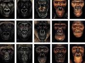 James Other Apes fotografías simios