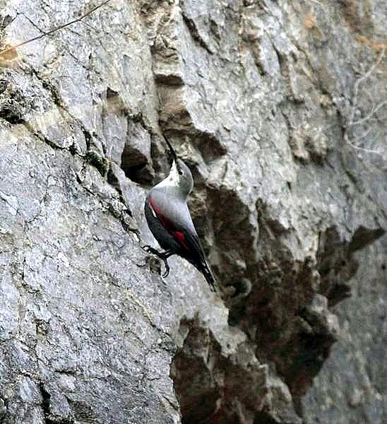TREPARRISCOS-TICHOROMA MURARIA-WALLCREEPER TREPARRISCOS-TICHOROMA MURARIA-WALLCREEPER