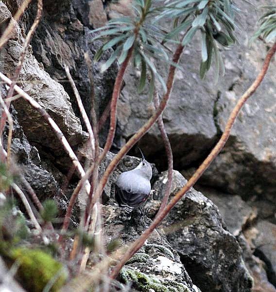 TREPARRISCOS-TICHOROMA MURARIA-WALLCREEPER TREPARRISCOS-TICHOROMA MURARIA-WALLCREEPER