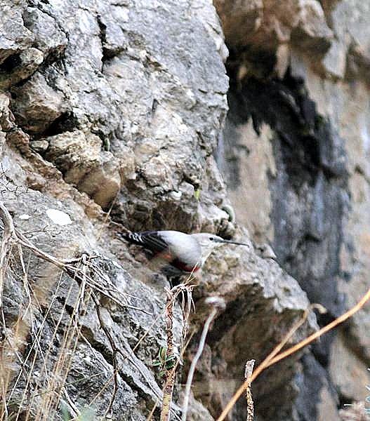 TREPARRISCOS-TICHOROMA MURARIA-WALLCREEPER TREPARRISCOS-TICHOROMA MURARIA-WALLCREEPER