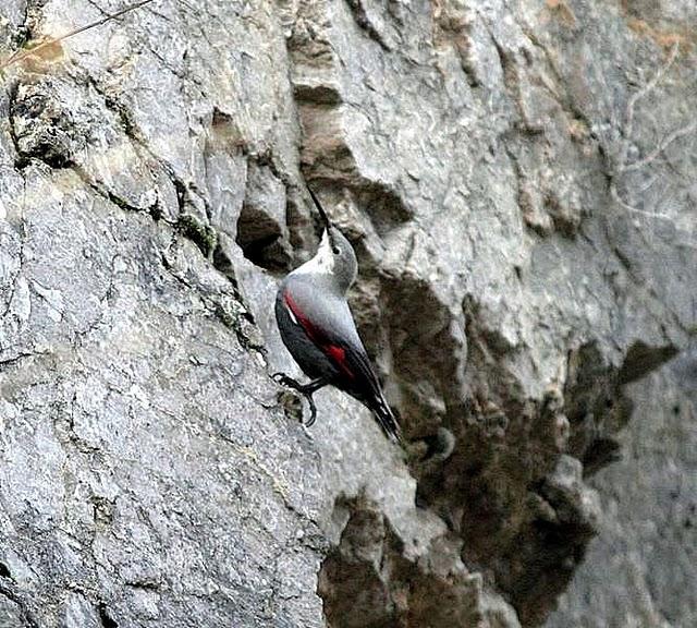 TREPARRISCOS-TICHOROMA MURARIA-WALLCREEPER