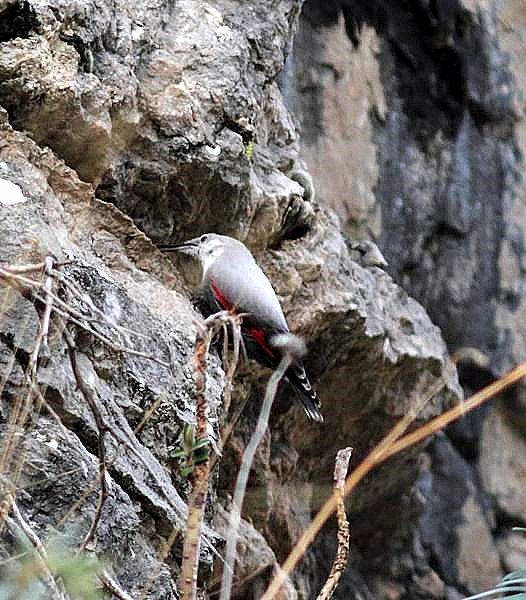 TREPARRISCOS-TICHOROMA MURARIA-WALLCREEPER TREPARRISCOS-TICHOROMA MURARIA-WALLCREEPER