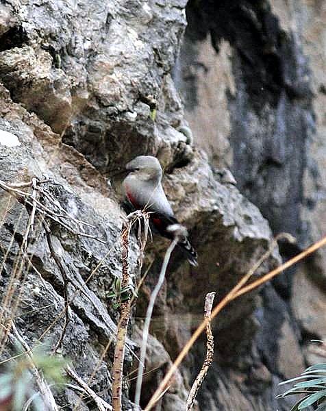 TREPARRISCOS-TICHOROMA MURARIA-WALLCREEPER TREPARRISCOS-TICHOROMA MURARIA-WALLCREEPER