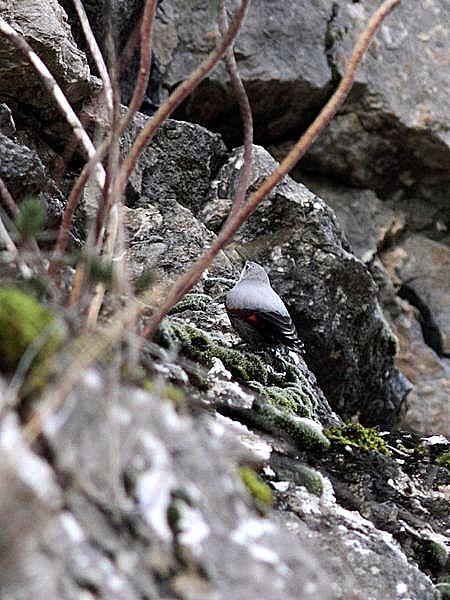 TREPARRISCOS-TICHOROMA MURARIA-WALLCREEPER TREPARRISCOS-TICHOROMA MURARIA-WALLCREEPER