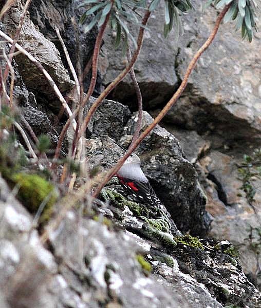 TREPARRISCOS-TICHOROMA MURARIA-WALLCREEPER TREPARRISCOS-TICHOROMA MURARIA-WALLCREEPER