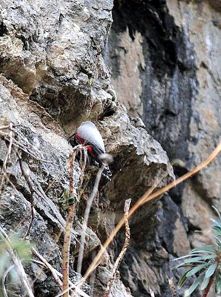 TREPARRISCOS-TICHOROMA MURARIA-WALLCREEPER TREPARRISCOS-TICHOROMA MURARIA-WALLCREEPER