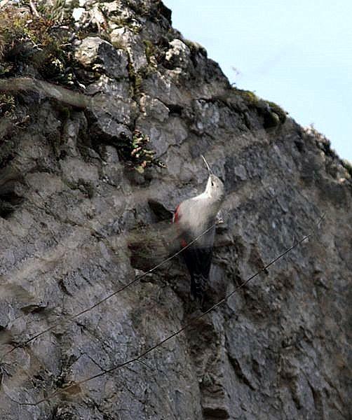 TREPARRISCOS-TICHOROMA MURARIA-WALLCREEPER TREPARRISCOS-TICHOROMA MURARIA-WALLCREEPER