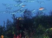 Hábitats Peligro Jardines Gorgonias