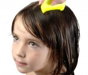 piojos imagen 300x257 La pediculosis