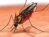 ¿Qué malaria?