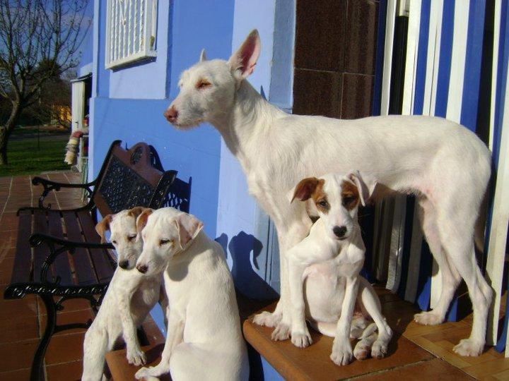 Historias de adoptados . Blanqueta