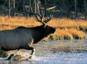 Sobre ciervos, Menldessohn religioso