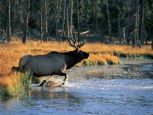 Sobre ciervos, Menldessohn y lo religioso