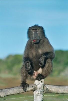 Monopolios, mercados biológicos e intercambios sexuales en babuinos