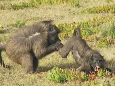 Monopolios, mercados biológicos e intercambios sexuales en babuinos