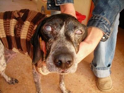 Chiqui, ciega, enferma y desechada como basura. (Alicante)