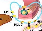determina Riesgo Cardiaco