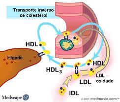 La HDL determina el Riesgo Cardiaco