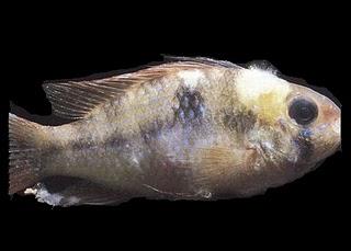 Saprolegnia o micosis