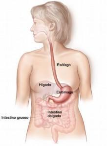 cancer 219x300 El estómago y el sistema digestivo